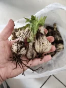 Akzambak soğanı( 1 adet)