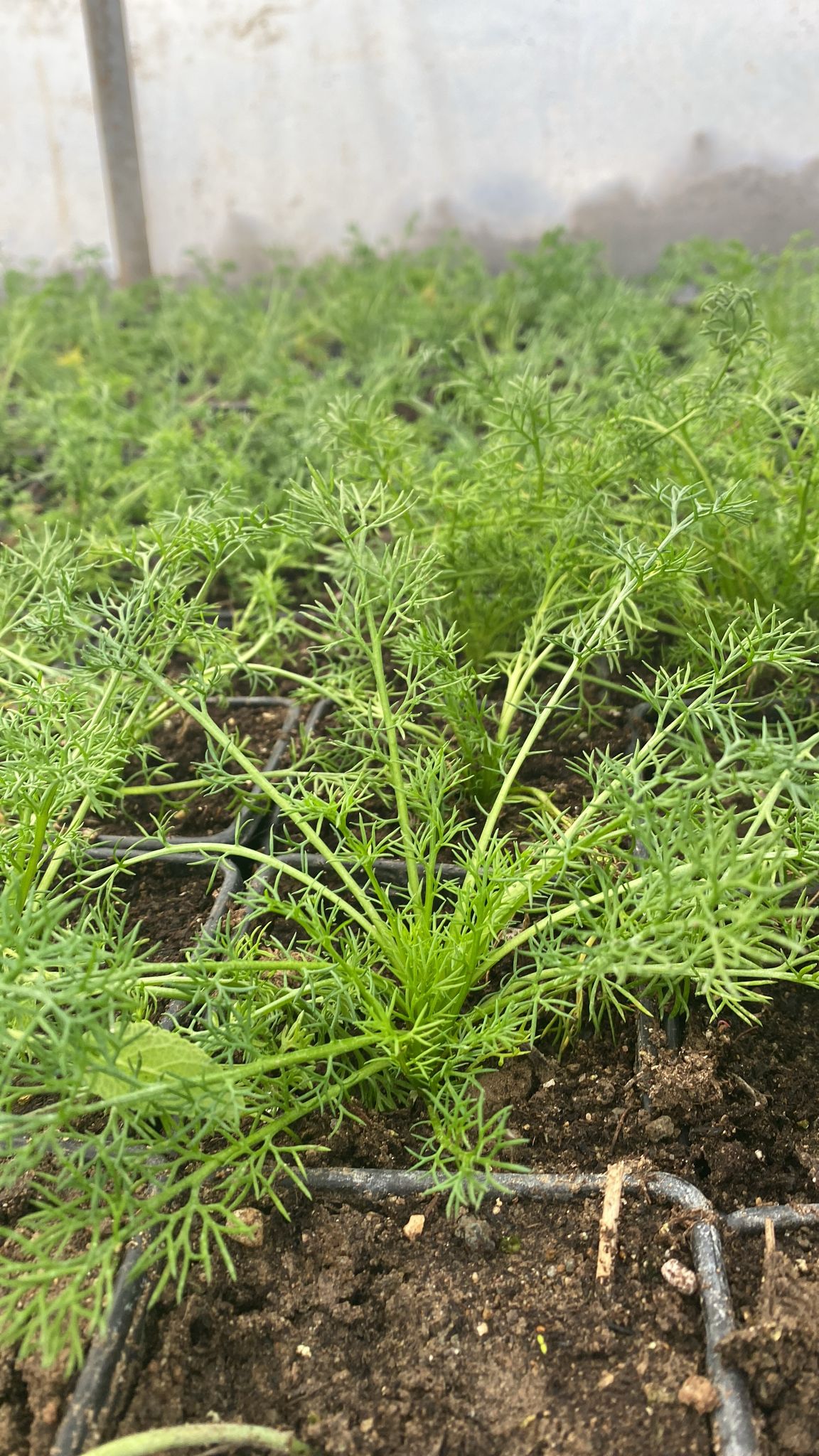Saksılı Tıbbi Papatya