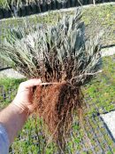 Açık Köklü Lavandula İntermedia Fidesi - 100'lü Demet
