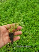 Thyme Kekik Fidesi - 300 lü Viyol