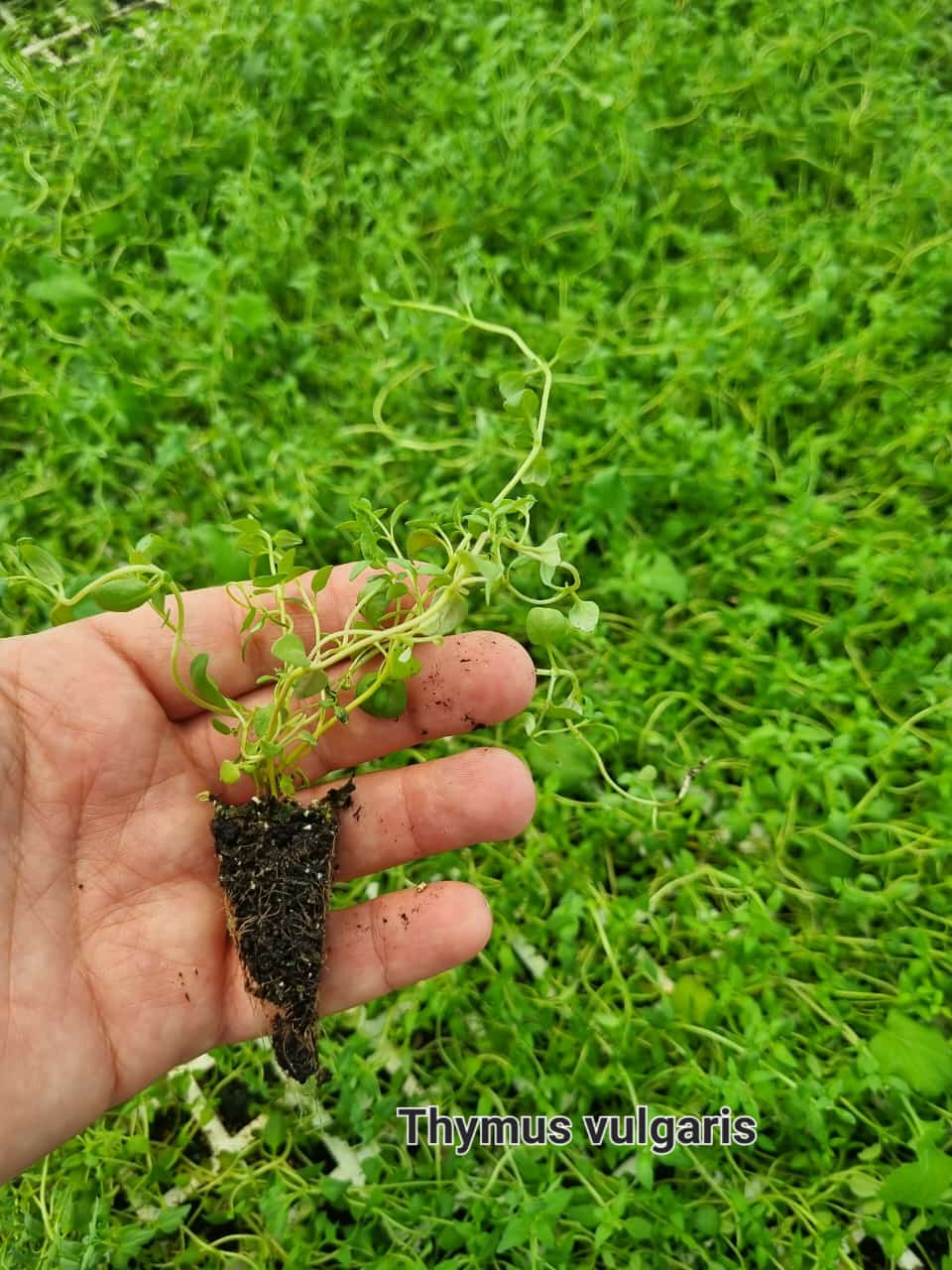 Thyme Kekik Fidesi - 300 lü Viyol