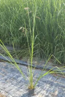 Vetiver Fidanı