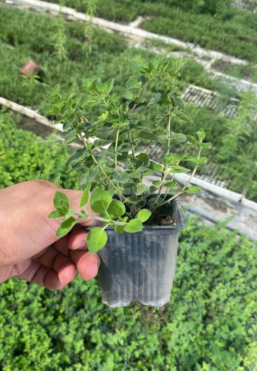 İstanbul Kekiği Fidanı