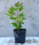 Aronia Fidanı