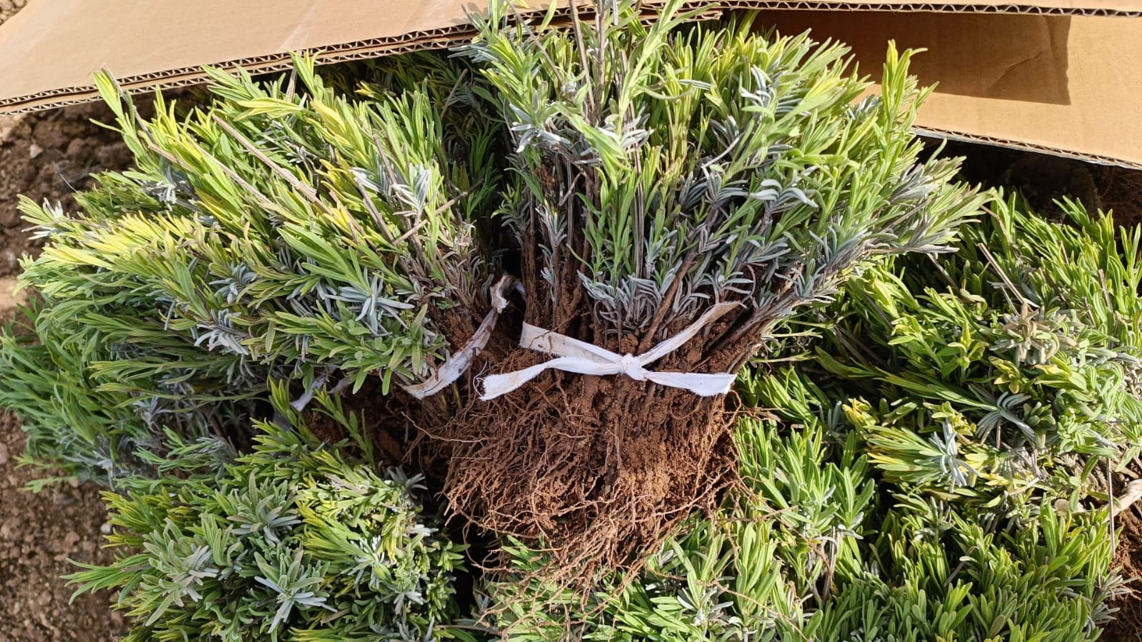 Lavanta (Lavandula İntermedia) Fidesi-10 lu demet